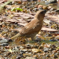Lonchura punctulata at Pallarenda, QLD - 5 Apr 2025 by TerryS