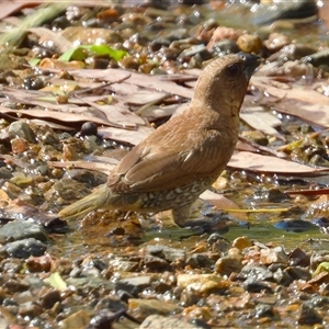 Lonchura punctulata at Pallarenda, QLD - 5 Apr 2025 09:50 AM