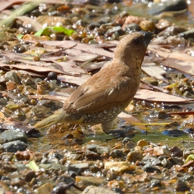 Lonchura punctulata at Pallarenda, QLD - 5 Apr 2025 by TerryS