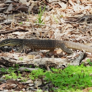 Varanus panoptes at Pallarenda, QLD - 5 Apr 2025 by TerryS