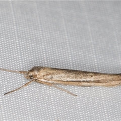 Philobota brachypterous (A Concealer moth (Philobota group) at Melba, ACT - Yesterday by kasiaaus