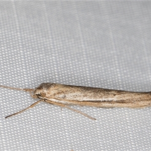 Philobota brachypterous (A Concealer moth (Philobota group) at Melba, ACT - Yesterday by kasiaaus
