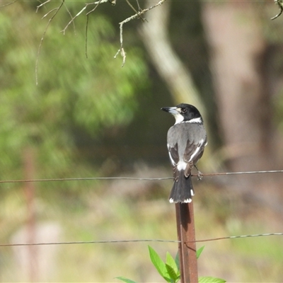 Cracticus torquatus (Grey Butcherbird) at Oakdale, NSW - 25 May 2025 by bufferzone
