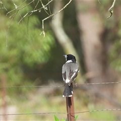 Cracticus torquatus at Oakdale, NSW - suppressed