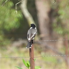Cracticus torquatus at Oakdale, NSW - suppressed