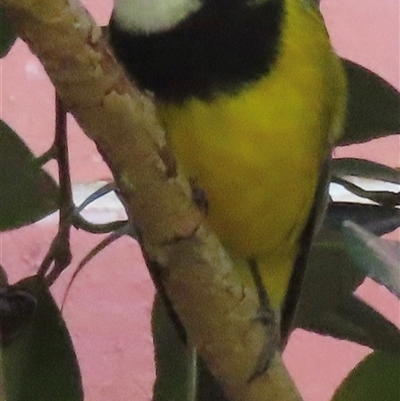 Pachycephala pectoralis (Golden Whistler) at Narrabundah, ACT - 25 May 2025 by RobParnell