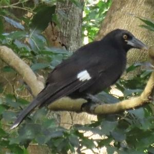 Strepera graculina crissalis at Lord Howe Island, NSW - 8 May 2025 01:46 PM
