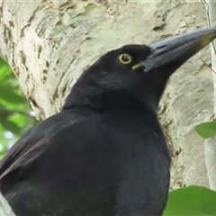 Strepera graculina crissalis at Lord Howe Island, NSW - 8 May 2025 01:46 PM