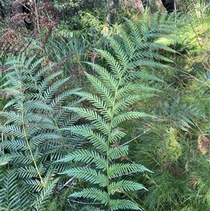 Pteridium esculentum at Jervis Bay Village, JBT - Yesterday by Clarel