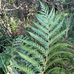 Todea barbara at Jervis Bay Village, JBT - suppressed