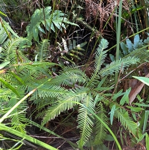 Sticherus flabellatus at Jervis Bay Village, JBT - suppressed