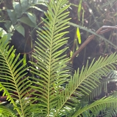 Sticherus flabellatus at Jervis Bay Village, JBT - suppressed