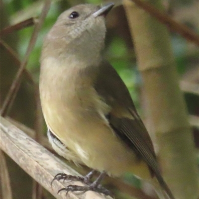 Pachycephala pectoralis contempta at Lord Howe Island, NSW - 10 May 2025 by RobParnell