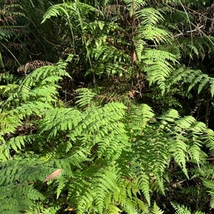 Histiopteris incisa (Bat's-Wing Fern) at Jervis Bay Village, JBT - Yesterday by Clarel