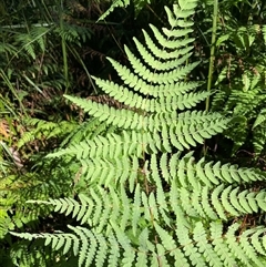 Histiopteris incisa at Jervis Bay Village, JBT - suppressed