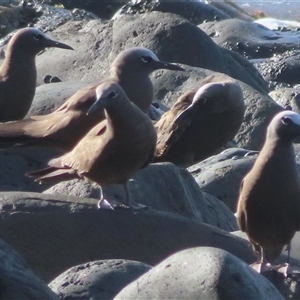 Anous stolidus at Lord Howe Island, NSW - suppressed