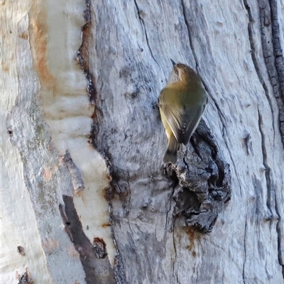 Acanthiza lineata (Striated Thornbill) at Whitlam, ACT - 25 May 2025 by JimL