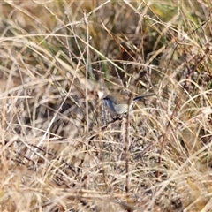 Malurus cyaneus (Superb Fairywren) at Whitlam, ACT - 25 May 2025 by JimL