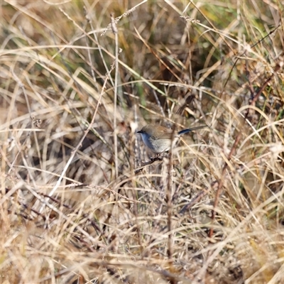Malurus cyaneus (Superb Fairywren) at Whitlam, ACT - 25 May 2025 by JimL