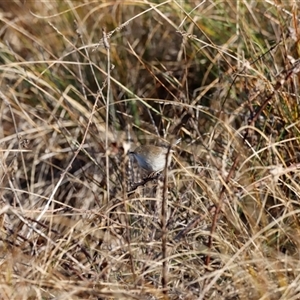 Malurus cyaneus at Whitlam, ACT - suppressed
