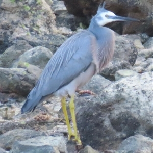 Egretta novaehollandiae at Lord Howe Island, NSW - 10 May 2025 03:09 PM