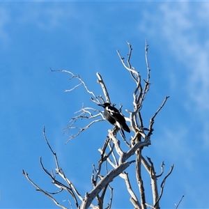 Gymnorhina tibicen at Whitlam, ACT - Today by JimL