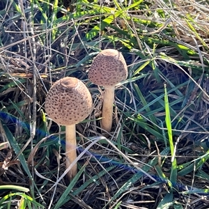 Macrolepiota clelandii (Macrolepiota clelandii) by JimL