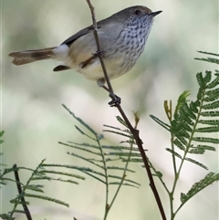 Acanthiza pusilla (Brown Thornbill) at Whitlam, ACT - 25 May 2025 by JimL