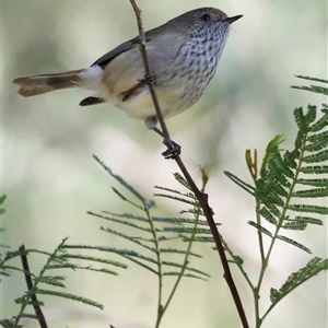 Acanthiza pusilla by JimL