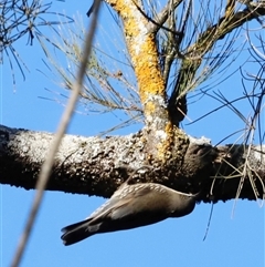Cormobates leucophaea (White-throated Treecreeper) at Whitlam, ACT - 25 May 2025 by JimL