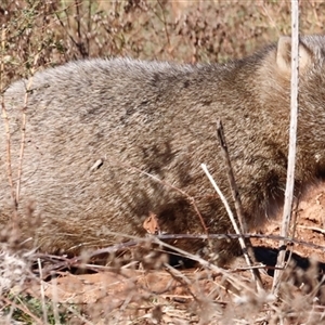 Vombatus ursinus by JimL