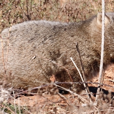 Vombatus ursinus (Common wombat, Bare-nosed Wombat) at Whitlam, ACT - Today by JimL