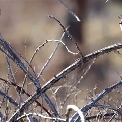 Malurus cyaneus at Whitlam, ACT - Today by JimL