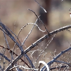 Malurus cyaneus at Whitlam, ACT - Today by JimL