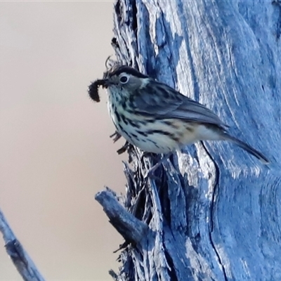 Pyrrholaemus sagittatus (Speckled Warbler) at Whitlam, ACT - Today by JimL