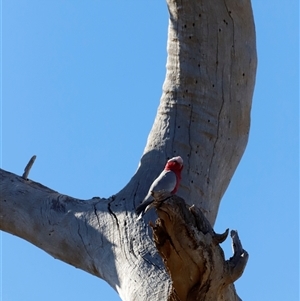 Eolophus roseicapilla by JimL
