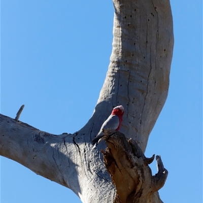 Eolophus roseicapilla (Galah) at Whitlam, ACT - Today by JimL