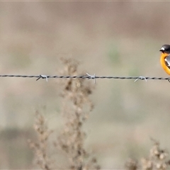 Petroica phoenicea (Flame Robin) at Whitlam, ACT - Today by JimL