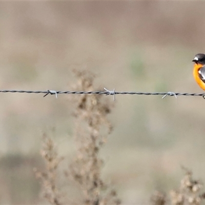 Petroica phoenicea (Flame Robin) at Whitlam, ACT - Today by JimL