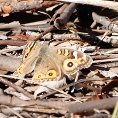 Junonia villida (Meadow Argus) at Whitlam, ACT - Today by JimL