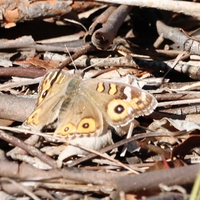 Junonia villida (Meadow Argus) at Whitlam, ACT - Today by JimL