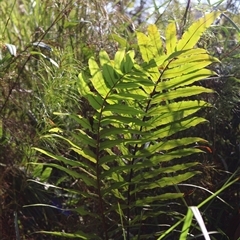 Blechnum camfieldii at Jervis Bay Village, JBT - Yesterday by Clarel