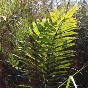 Blechnum camfieldii at Jervis Bay Village, JBT - Yesterday by Clarel