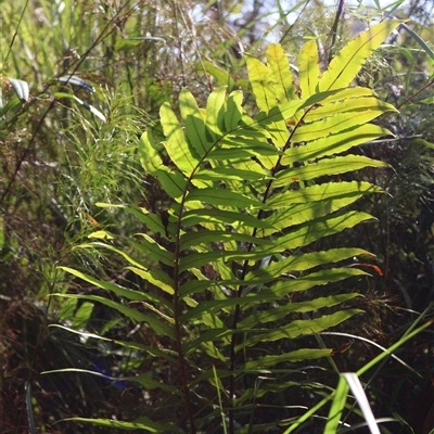Blechnum camfieldii at Jervis Bay Village, JBT - Yesterday by Clarel