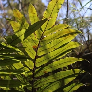 Blechnum camfieldii at Jervis Bay Village, JBT - 24 May 2025 10:04 AM