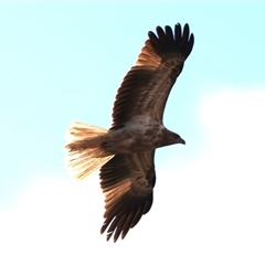 Haliastur sphenurus (Whistling Kite) at Canowindra, NSW - 23 May 2025 by jb2602