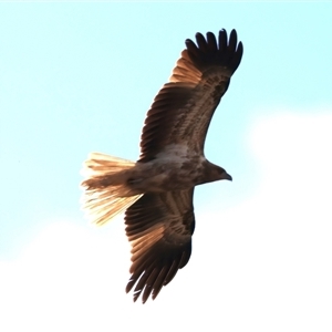 Haliastur sphenurus at Canowindra, NSW - 23 May 2025 by jb2602