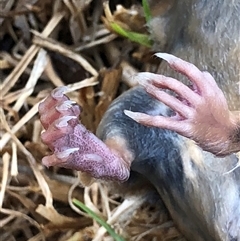 Antechinus agilis at Crowther, NSW - Today by Frecko