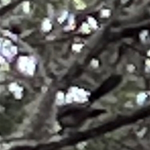 Rhipidura albiscapa at Mount George, NSW - 25 May 2025 03:25 PM