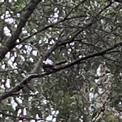 Rhipidura albiscapa at Mount George, NSW - 25 May 2025 03:25 PM